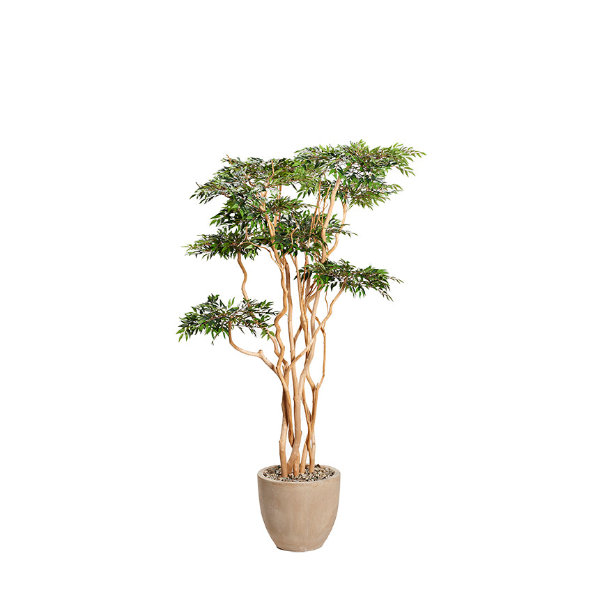 7' RUSCUS TREE W/ PLANTER