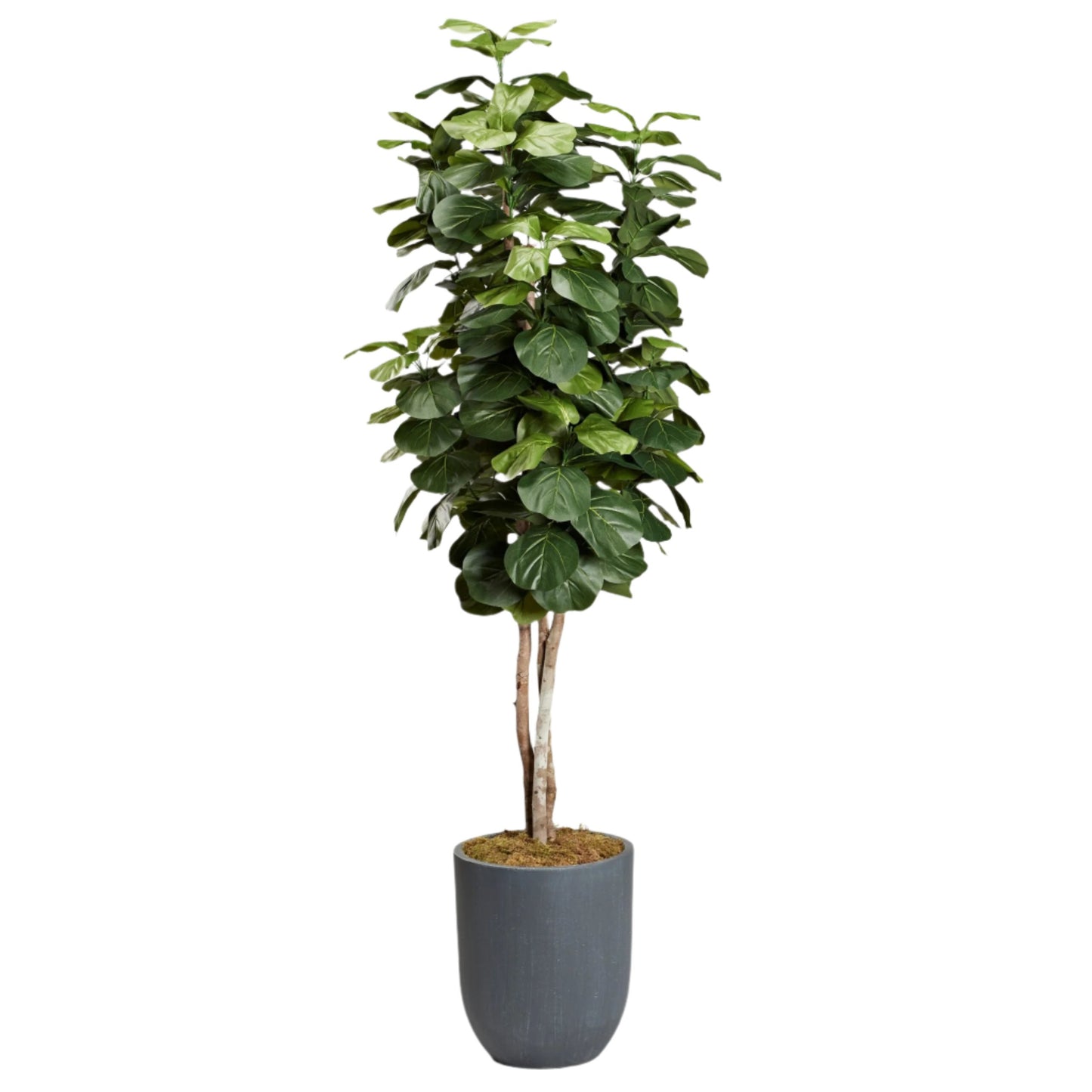 8' FIDDLE LEAF TREE W/ PLANTER