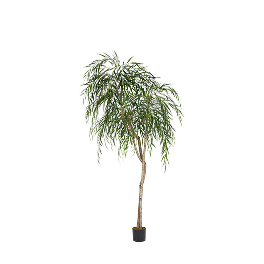 8′ WEEPING WILLOW (UNPOTTED)